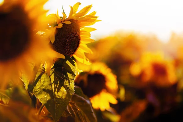 Красиві соняшники в полі — стокове фото