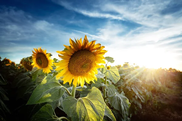 Agriculutural rostlina, slunečnice — Stock fotografie
