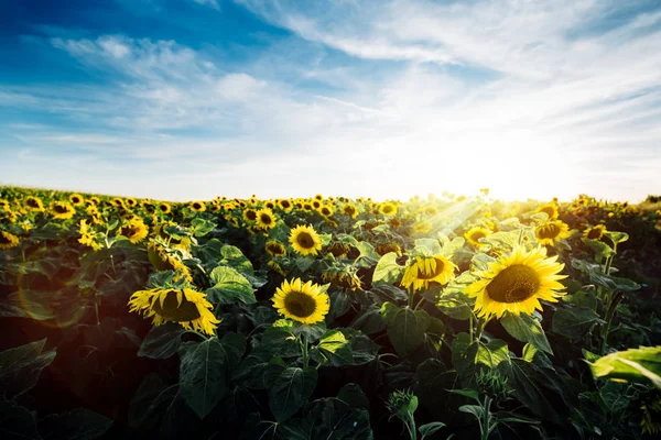 Goldene Sonnenblumenfelder — Stockfoto