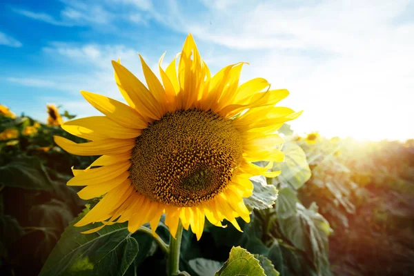 Goldene Sonnenblumenfelder — Stockfoto