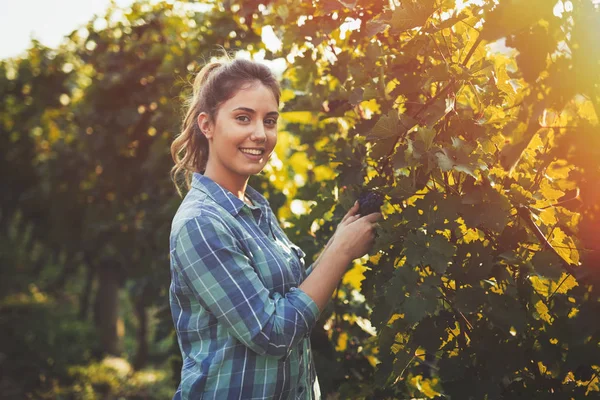 Perempuan memeriksa anggur — Stok Foto