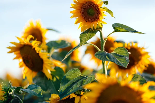 Goldene Sonnenblumenfelder — Stockfoto