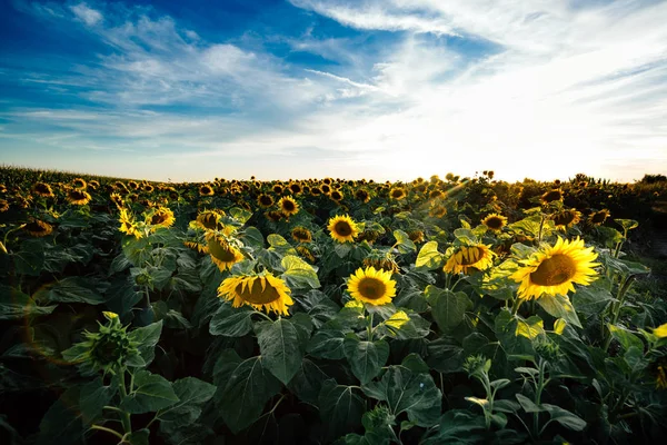 Campos dourados de girassóis — Fotografia de Stock