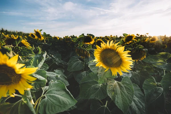 Belos campos de girassóis — Fotografia de Stock