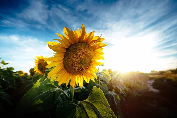 Прекрасні поля соняшників — стокове фото