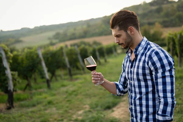 Виноградник дегустація вина в винограднику — стокове фото