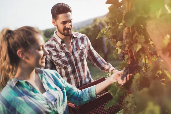 Happy couple in vineyard — Stock Photo, Image