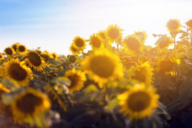 Golden fields of sunflowers clipart