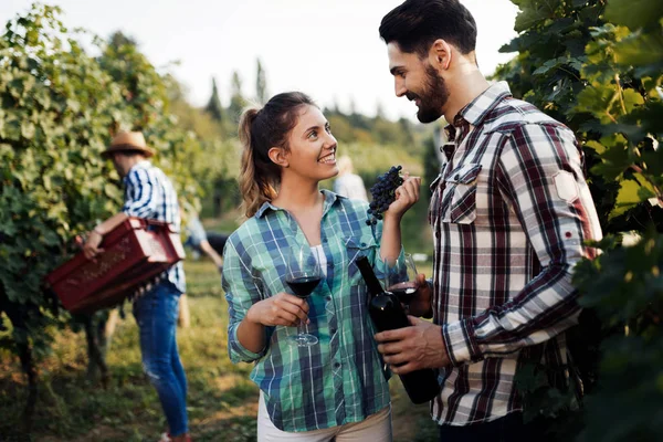 Winegrowers skörda druvor — Stockfoto