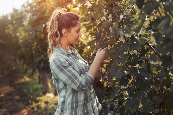 Wanita bahagia di kebun anggur — Stok Foto