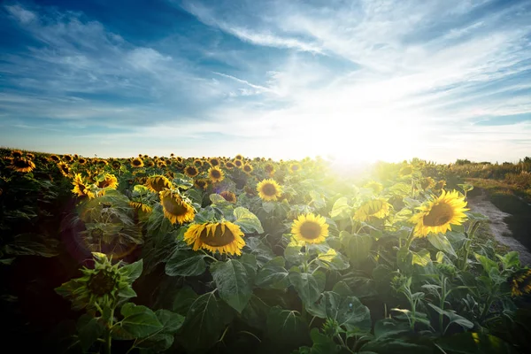 Belos campos de girassóis — Fotografia de Stock