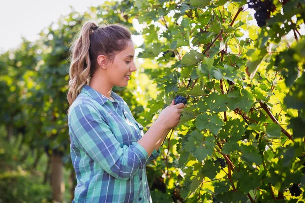 Wanita Winegrower memeriksa anggur — Stok Foto