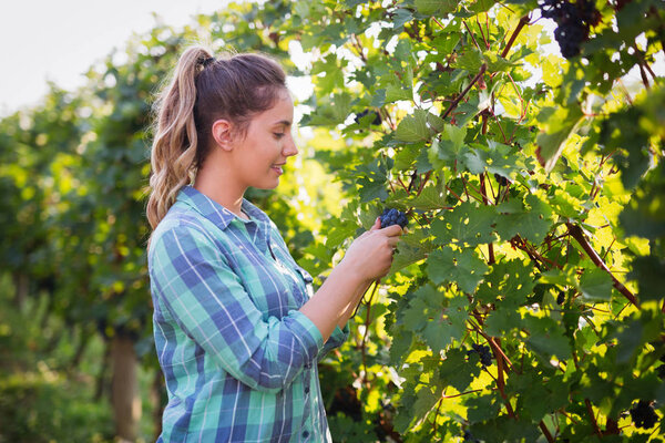 Winegrower woman inspecting grapes