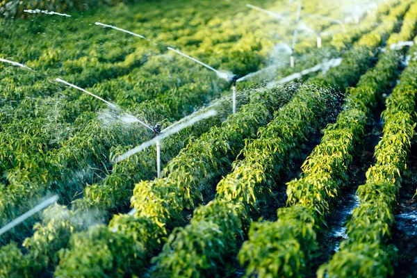 Irrigation system in function — Stock Photo, Image