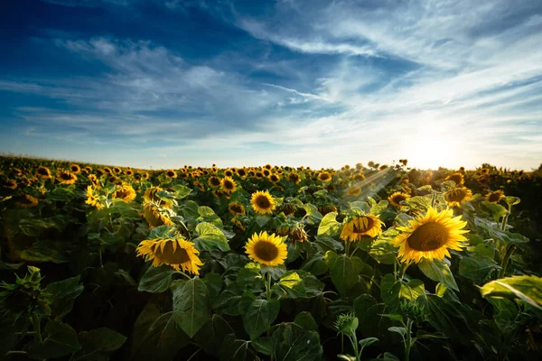 Campos dourados de girassóis — Fotografia de Stock