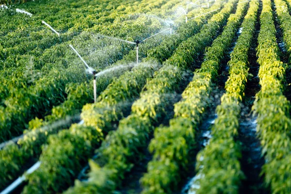 Sistema de irrigação em funcionamento — Fotografia de Stock