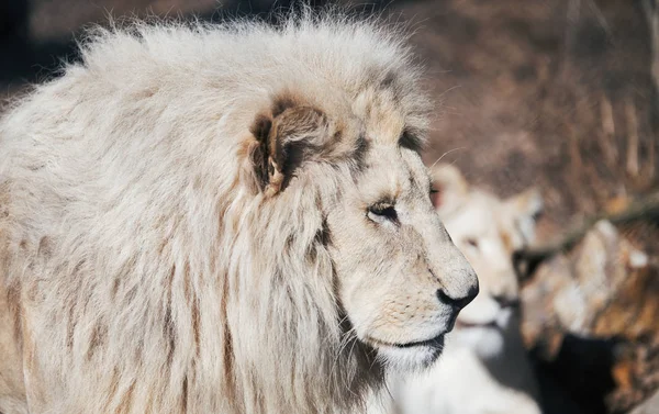 Schöne weiße Albino-Löwen — Stockfoto