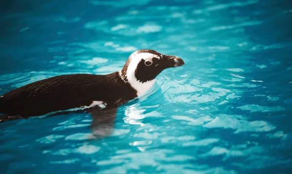 Penguin swimming in blue water — Stock Photo, Image