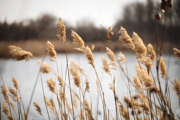 Reed plants at windy lake — Stock Photo, Image