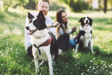 Güzel çift yürüyüş köpekler