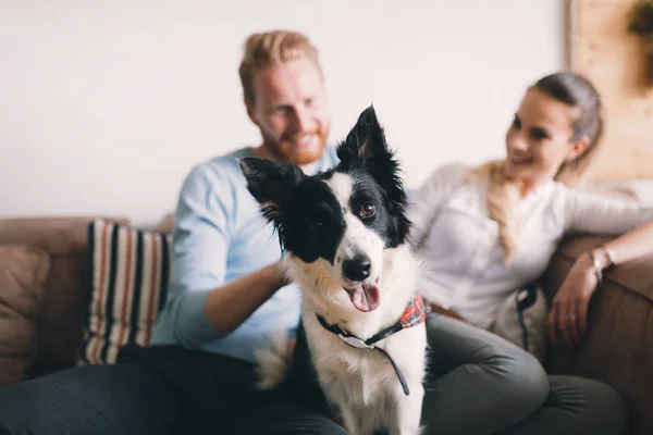 Güzel çift köpek ile rahatlatıcı — Stok fotoğraf