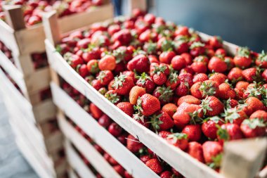Yakın çekim yansıma sandıklar içinde taze çilek