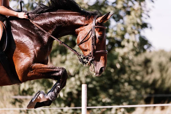 Picture of riding horse jumping over obstacle