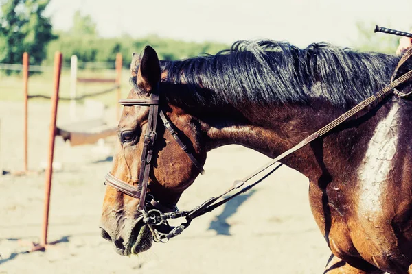 Portrait of beautiful saddled horse with black mane — Stock Photo, Image