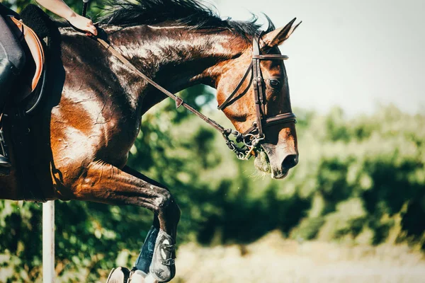 Picture of riding horse jumping over obstacle — Stock Photo, Image