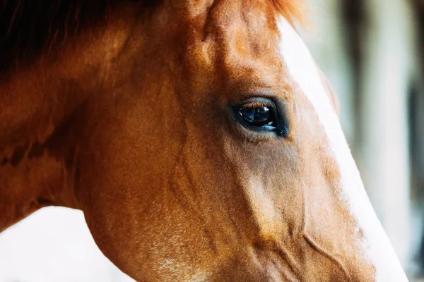 Foto de hermoso caballo con cabeza aislada — Foto de Stock