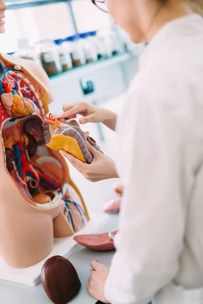 Изучающий медицину, изучающий модель человеческого тела — стоковое фото