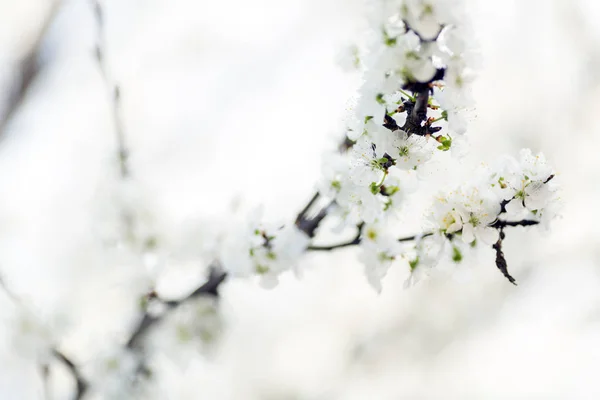 Blossoming trees in april — Stock Photo, Image