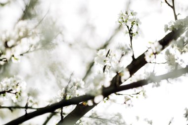 Nisan ayında çiçek açması ağaçlar 