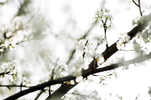 Nisan ayında çiçek açması ağaçlar 