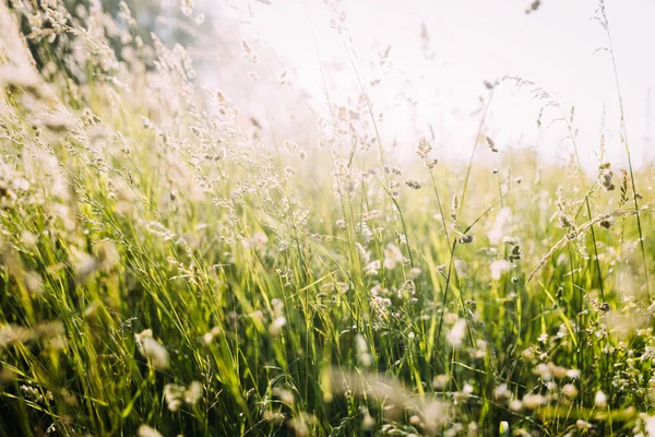 Green meadow on sunlight — Stock Photo, Image