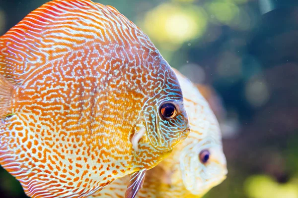 Obrázek krásných exotických ryb — Stock fotografie