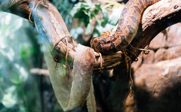 Serpiente y su piel arrugada —  Fotos de Stock