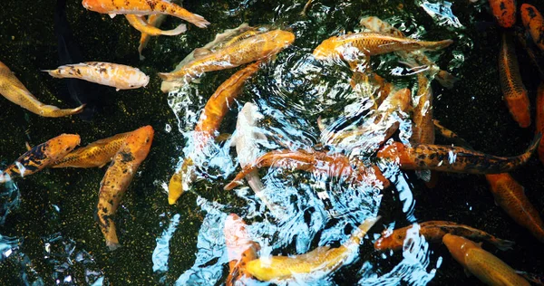 Grupo de peixes koi coloridos — Fotografia de Stock