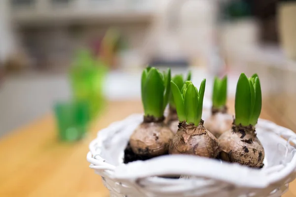 Hyacint i korg på kök — Stockfoto