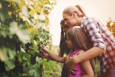 Winemaker ailenin bir arada bağ içinde