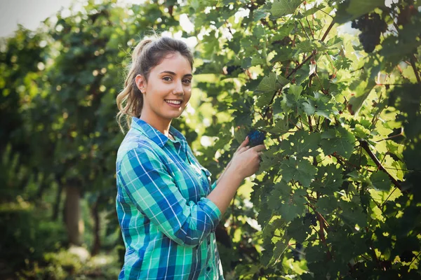 Wanita bahagia di kebun anggur memeriksa anggur — Stok Foto
