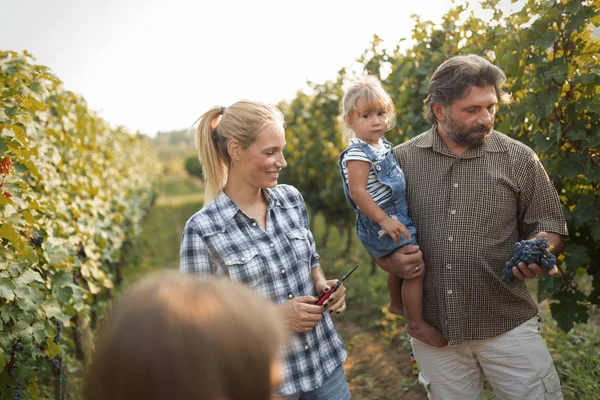 Keluarga petani anggur di kebun anggur — Stok Foto
