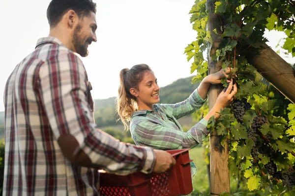 Viticultores cosechando uvas en viñedo — Foto de Stock