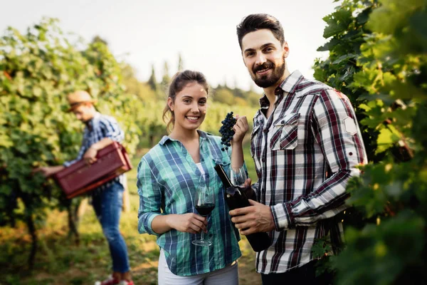 Personer skörda druvor på winegrower vineyard — Stockfoto