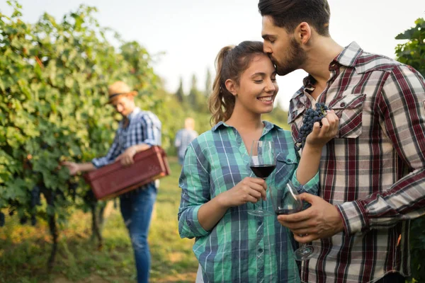 Viticoltori vendemmia in vigna — Foto Stock