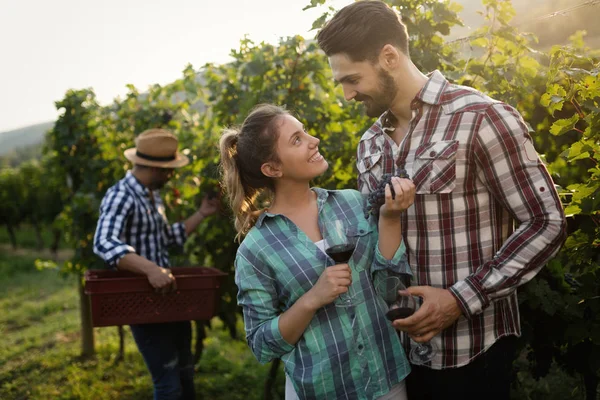 Şarap üreticileri üzüm bağlarında üzüm topluyor.
