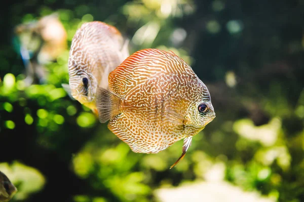 Красива екзотична риба, що плаває під водою — стокове фото