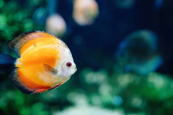 Krásné exotické ryby plavání pod vodou — Stock fotografie