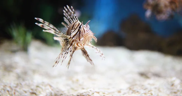 Krásný jedovatý Lev ryby v akváriu — Stock fotografie