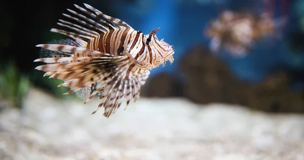 Piękny lew jadowitych ryb w akwarium — Zdjęcie stockowe